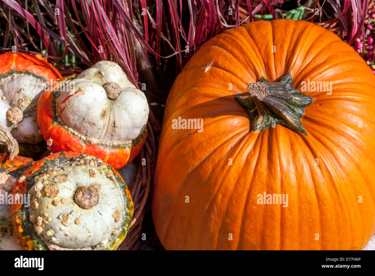 Kürbisse, Kürbis, Pflanzen, Dekorative Ausstellung Ornamental Kürbis Garten Stockfoto