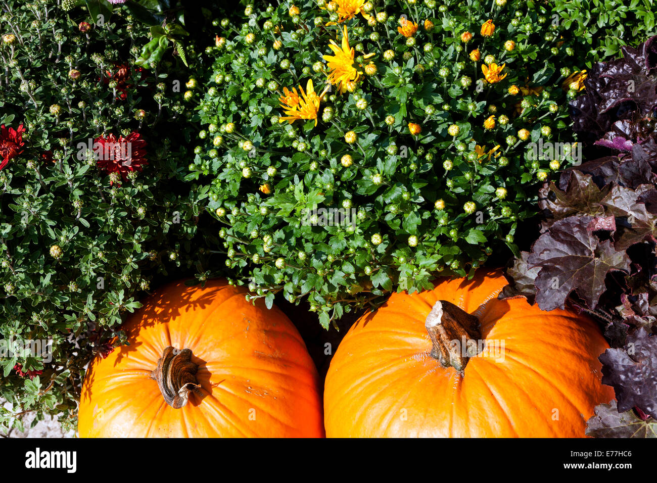 Kürbisse, Squash, Pflanzen, dekorativen Display Stockfoto