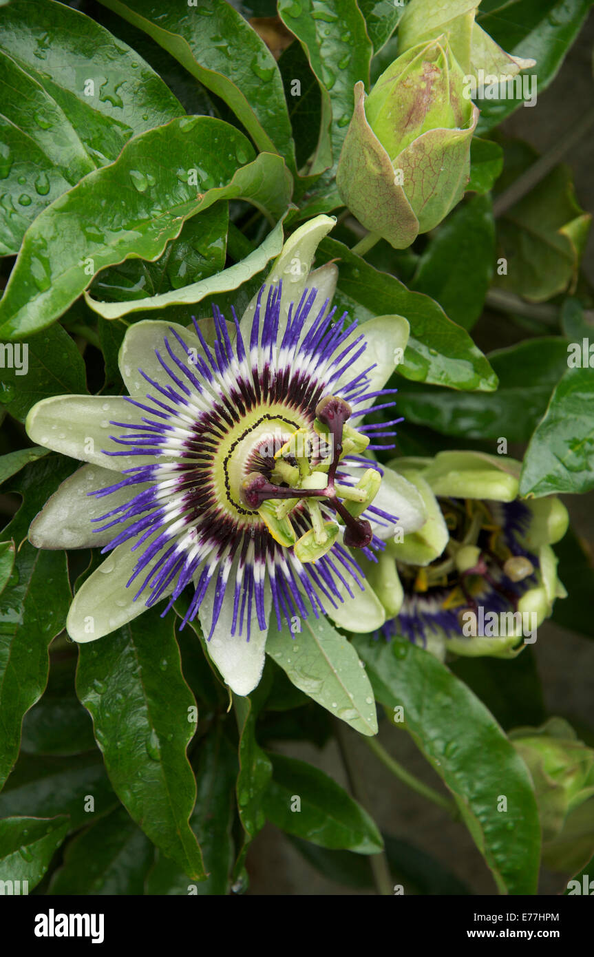 Exotische tropische Flora. Nahaufnahme von einem blauen Passionsblume blühen in einen Englischen Garten. Passiflora caerulea. England, Vereinigtes Königreich. Stockfoto
