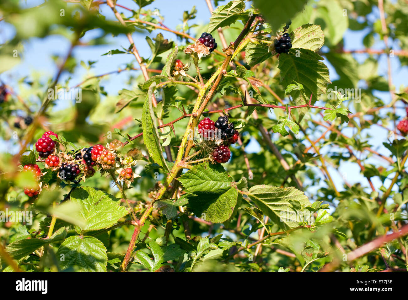 Wildobst in einem englischen Hecke Stockfoto