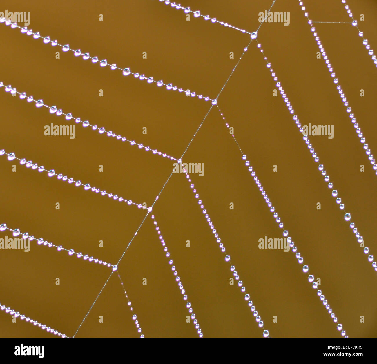 Spinnennetz bedeckt mit dem Tau, UK Stockfoto