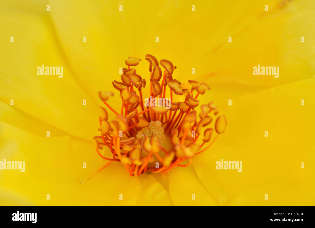Im Inneren eine gelbe Rose, UK Stockfoto