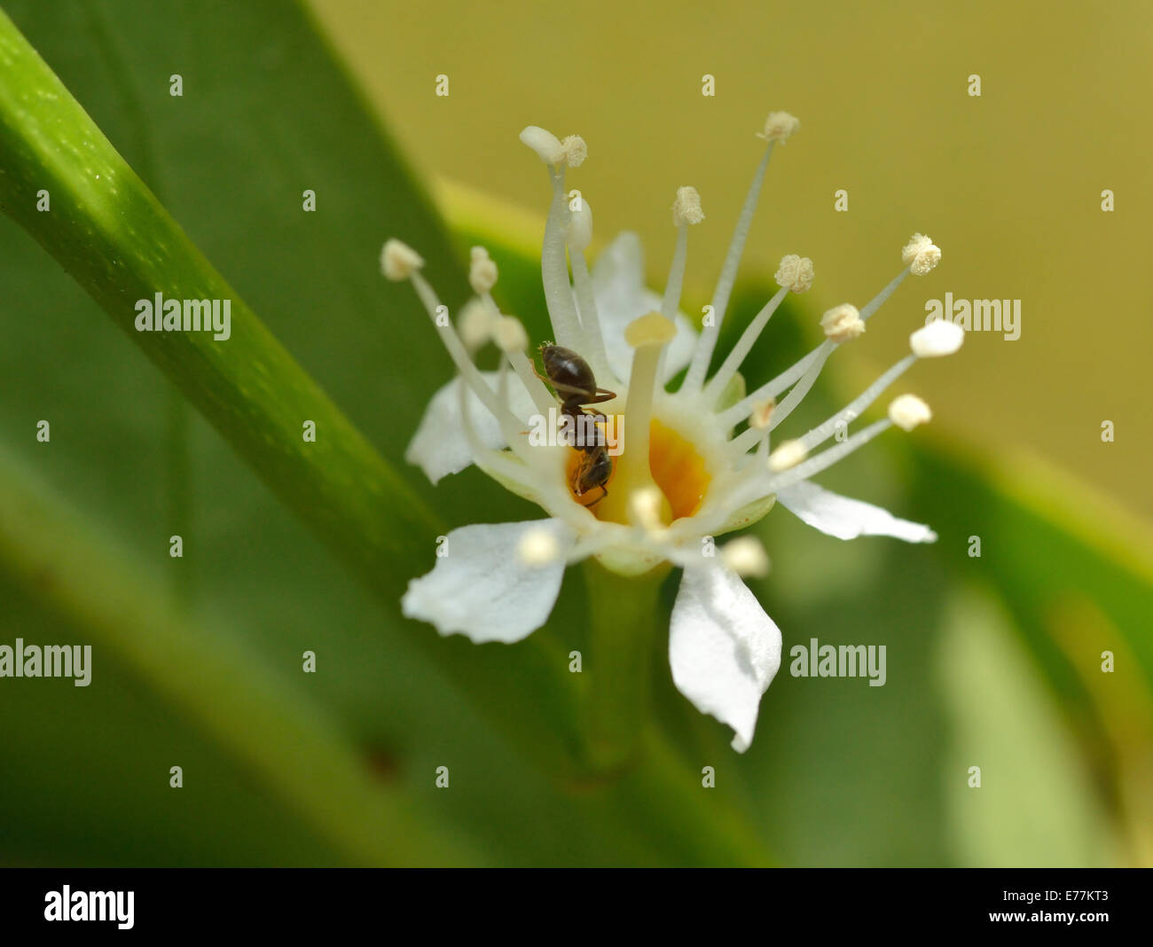 Ameise auf eine Blume Kirschlorbeer (Prunus Laurocerasus), UK Stockfoto