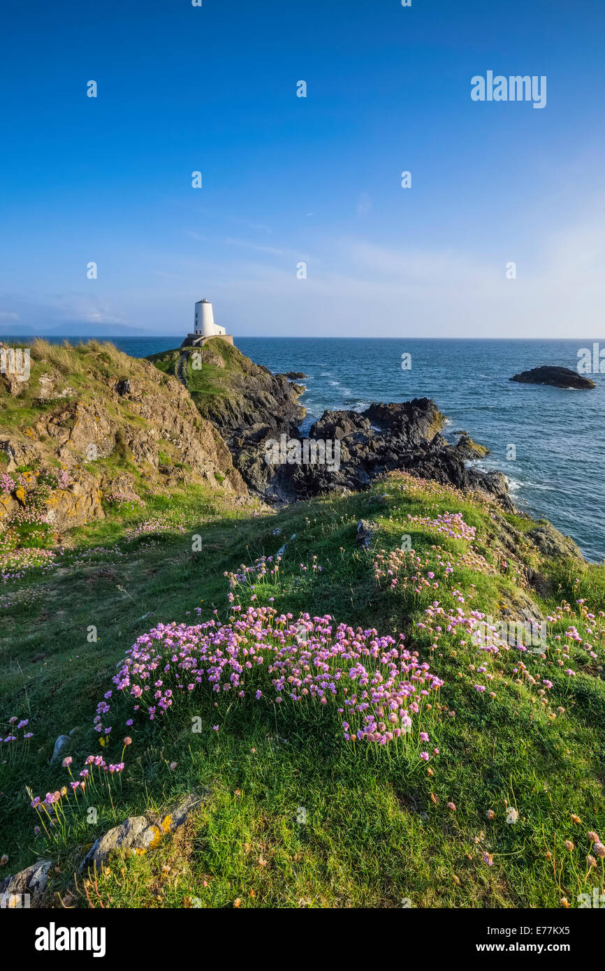 Rosa Blüten und dem alten Leuchtturm auf Llanddwyn Island. Stockfoto