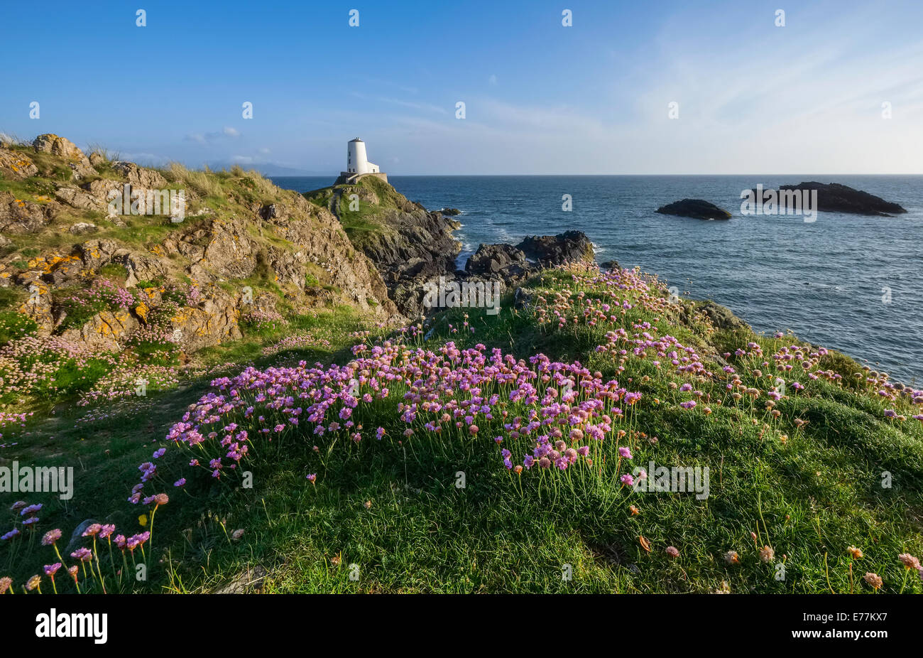 Rosa Blüten und dem alten Leuchtturm auf Llanddwyn Island. Stockfoto