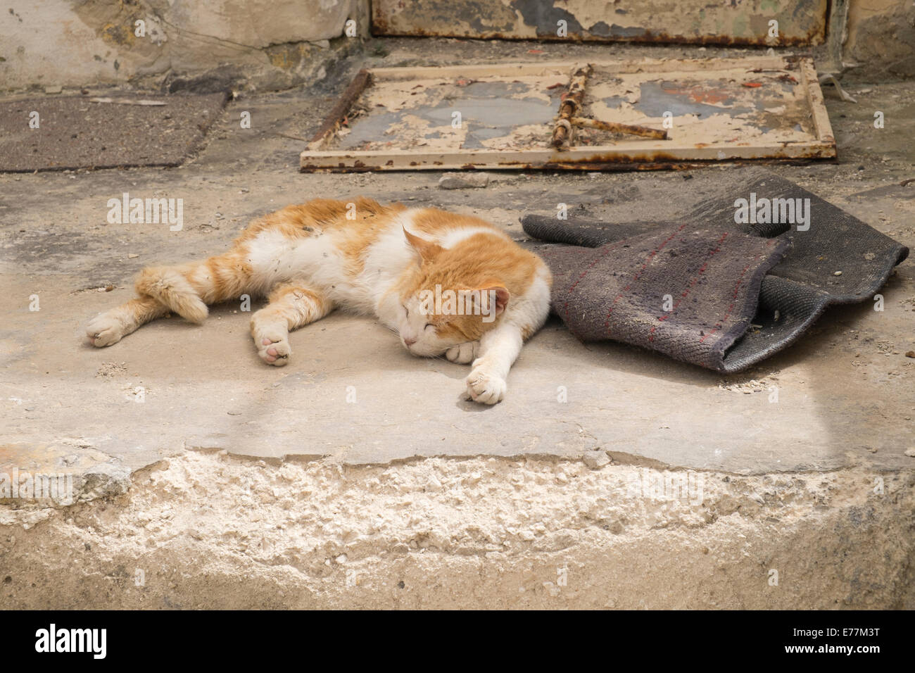 Schlafende Katze Ingwer Stockfoto