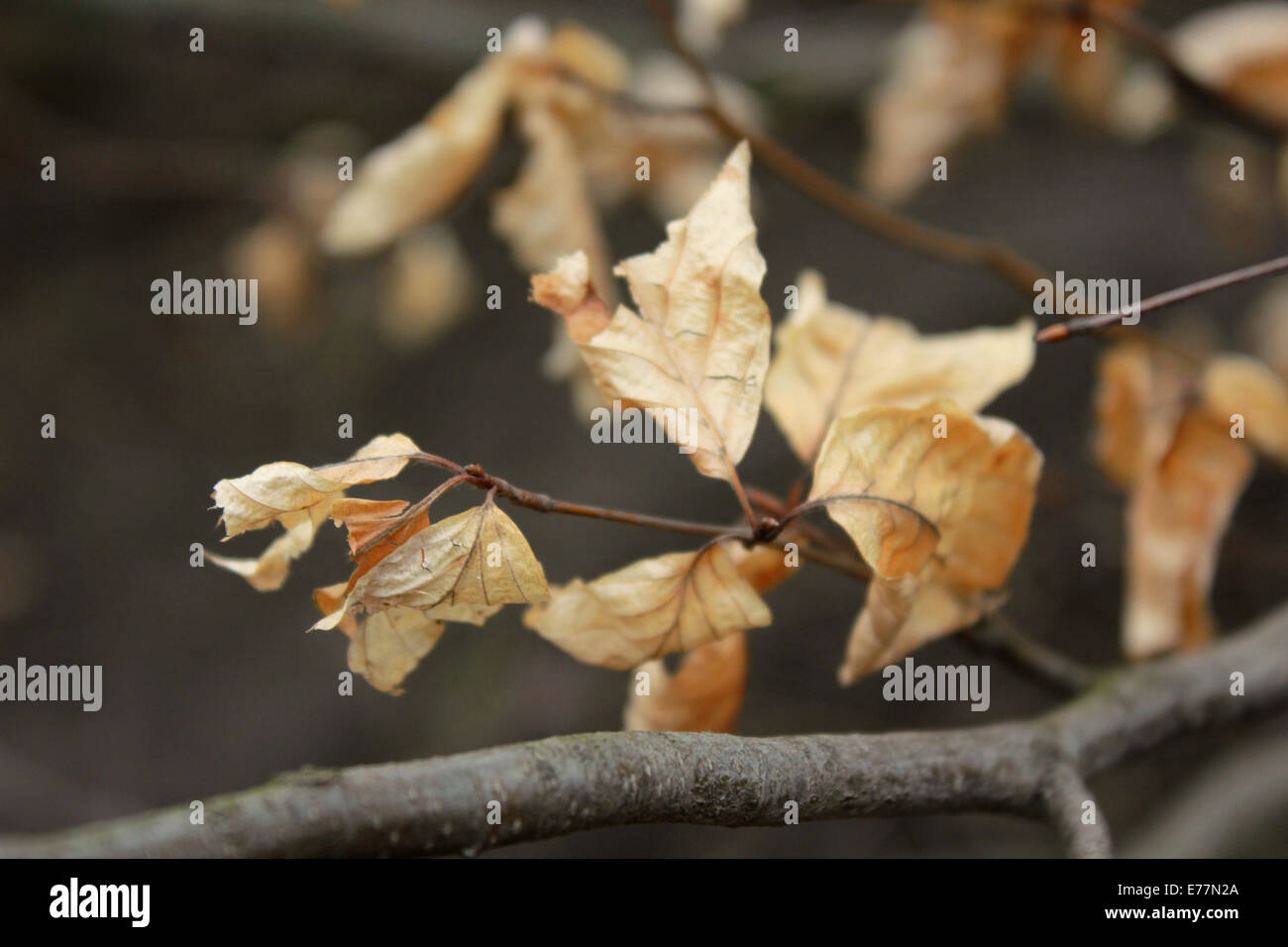 Herbst Blätter im Wind bewegen, goldene Ansicht. Stockfoto