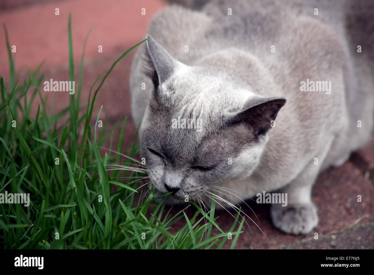 Katze essen grass Stockfoto