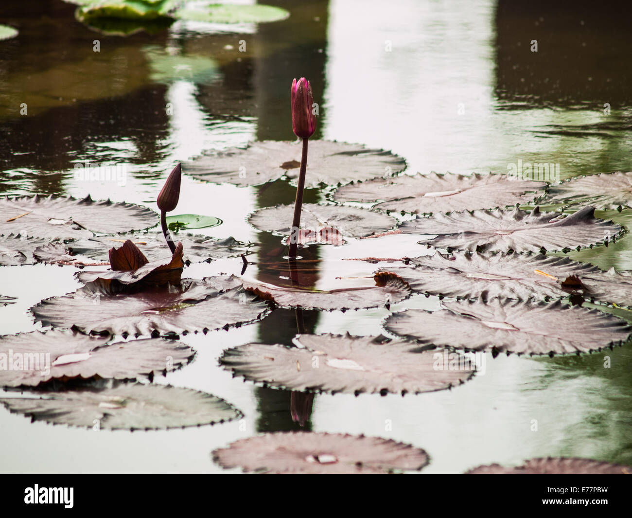 Pink Lotus in der Natur Stockfoto