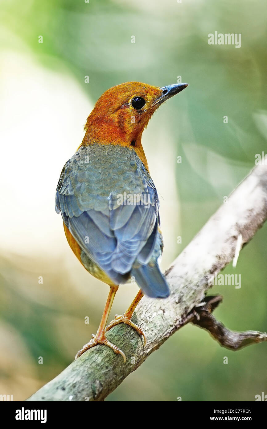 Schöne orange Vogel, unter der Leitung von Orange Soor (Zoothera Citrina), stehend auf einem Ast zurück Profil Stockfoto