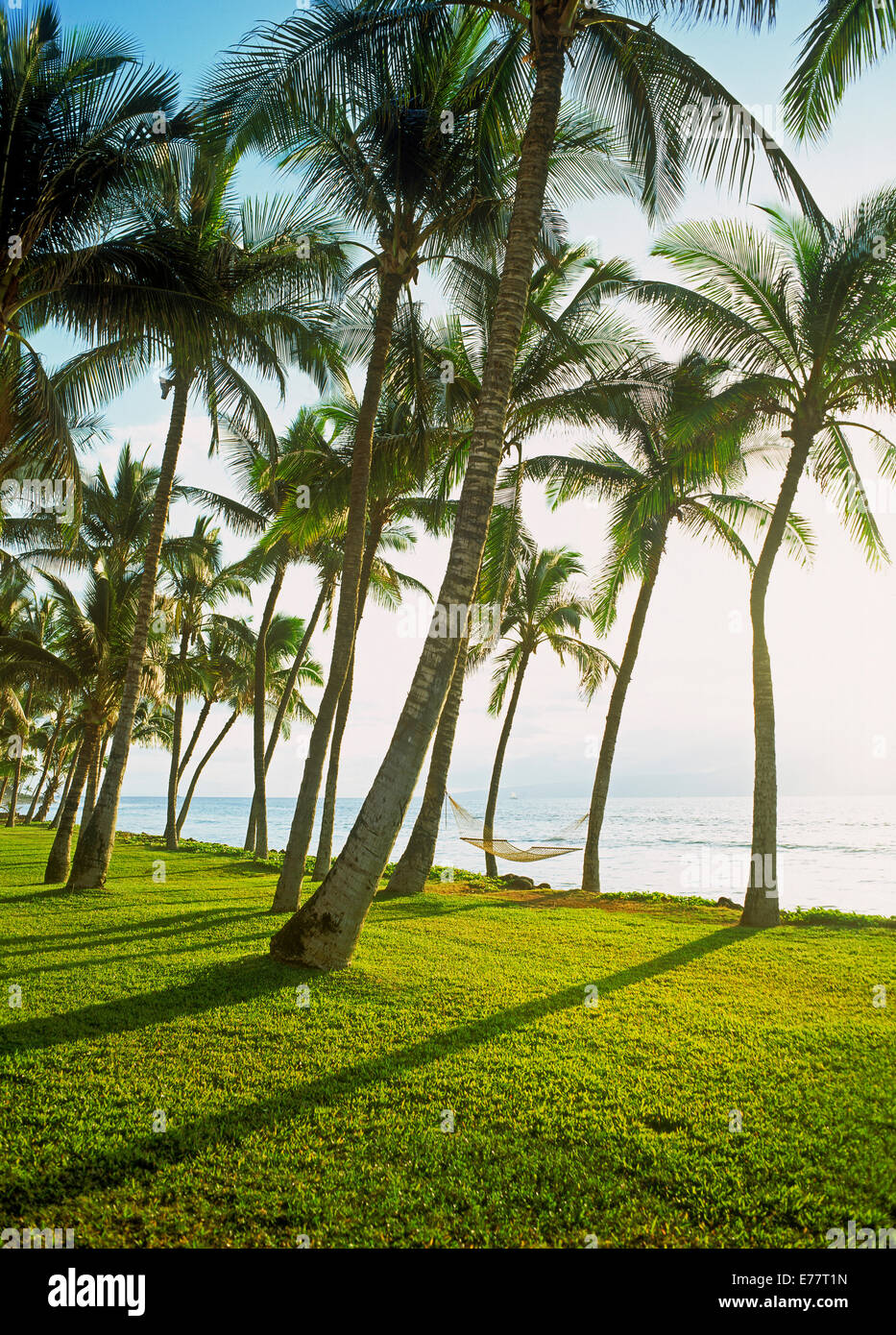 Hängematten aus Palmen über grünen Rasen auf Maui entlang Pazifischer Ozean in hellem Sonnenlicht Stockfoto