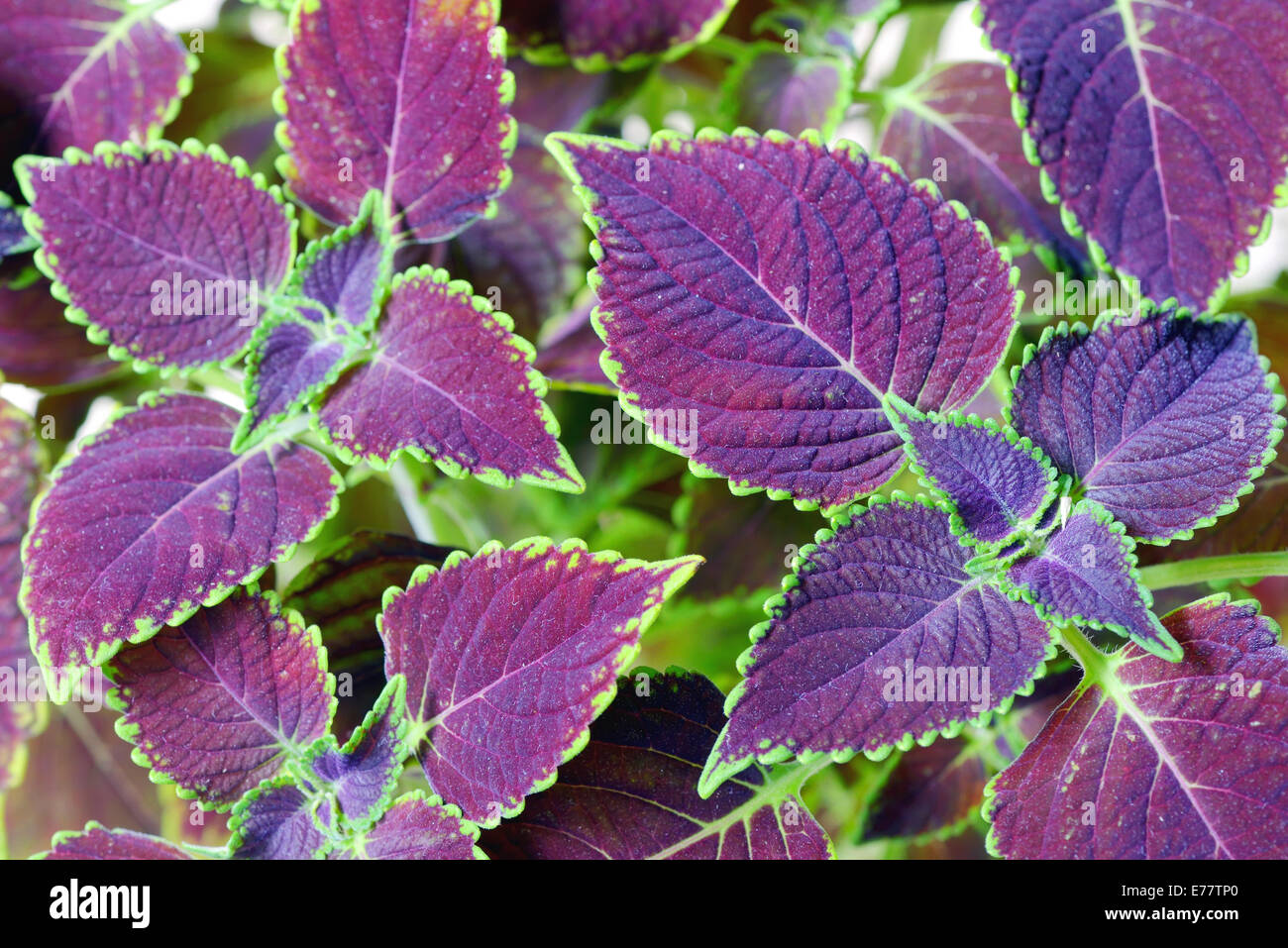 Coleus Blumei Pflanze im Garten Stockfotografie Alamy