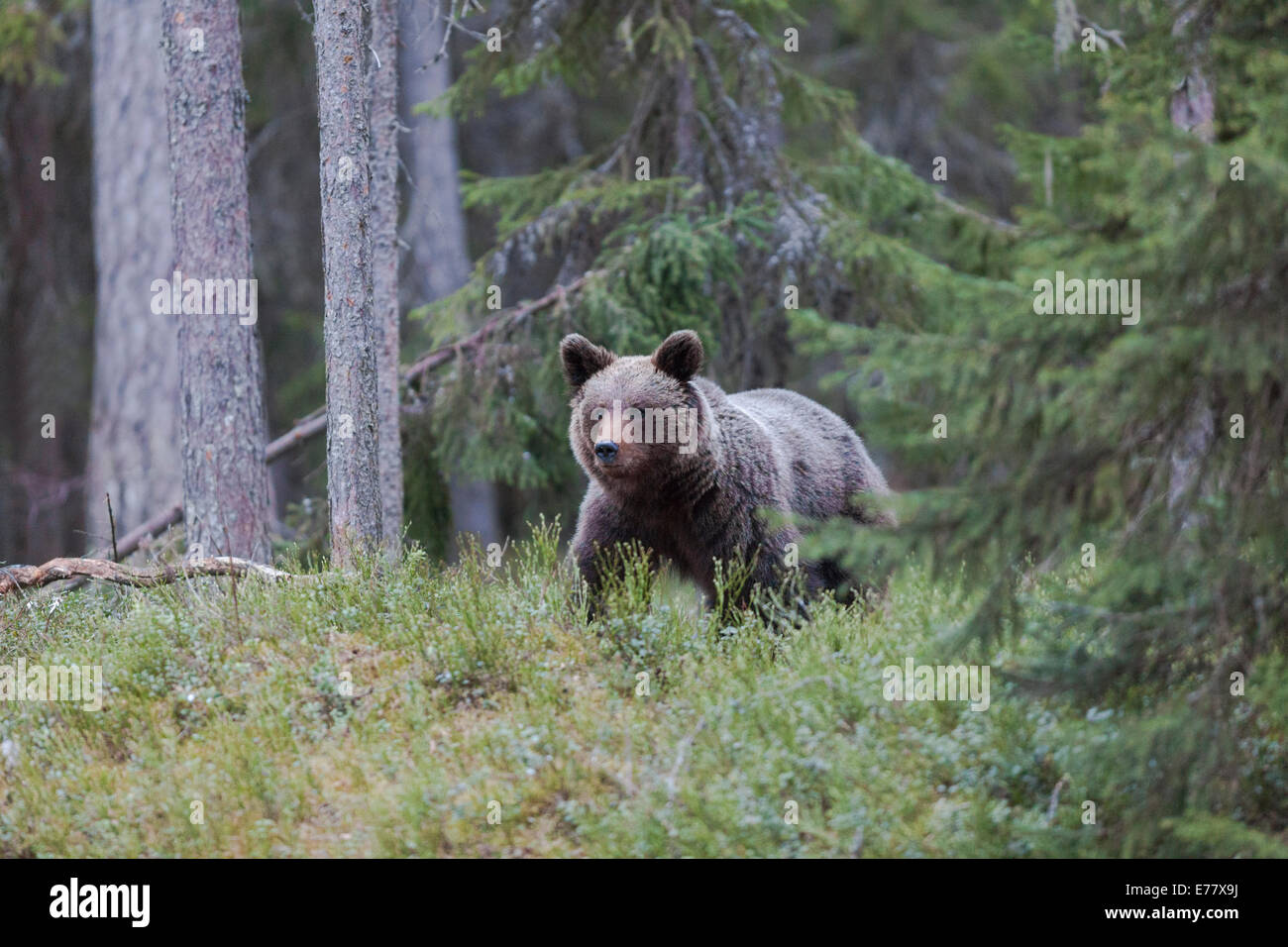 Braunbär im Wald in Kuhmo, Finnland, Skandinavien Stockfoto