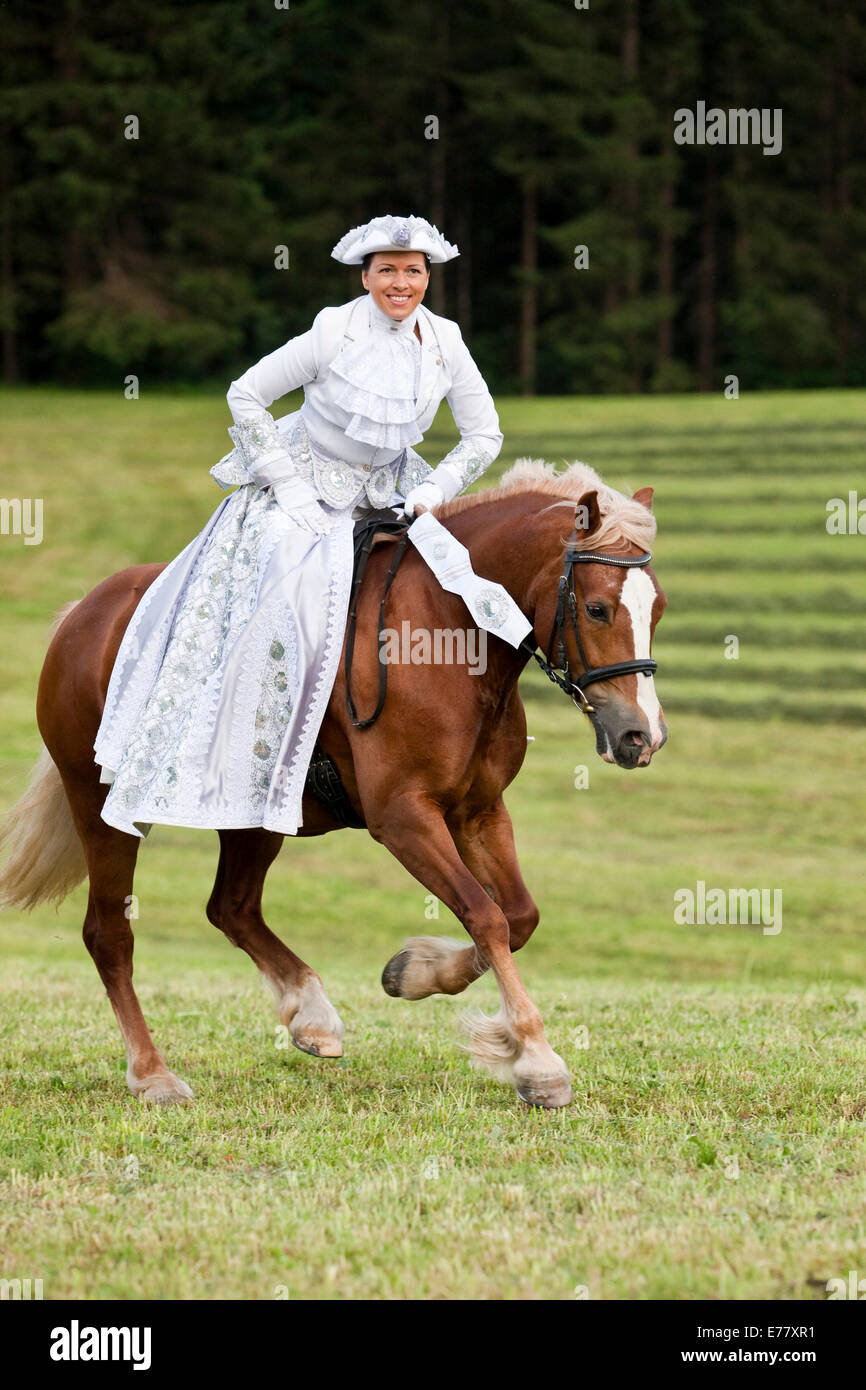 Reiterin in einem venezianischen Kostüm Reiten ein Welsh Cob, Sauerampfer, Galopp, nördlichen Tirol, Österreich Stockfoto
