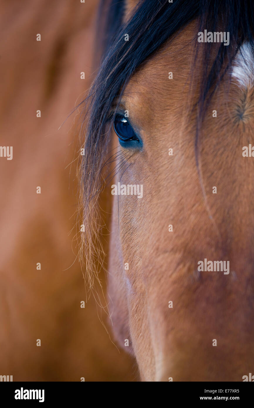 Braunen arabische Pferd, Auge, Nord-Tirol, Österreich Stockfoto