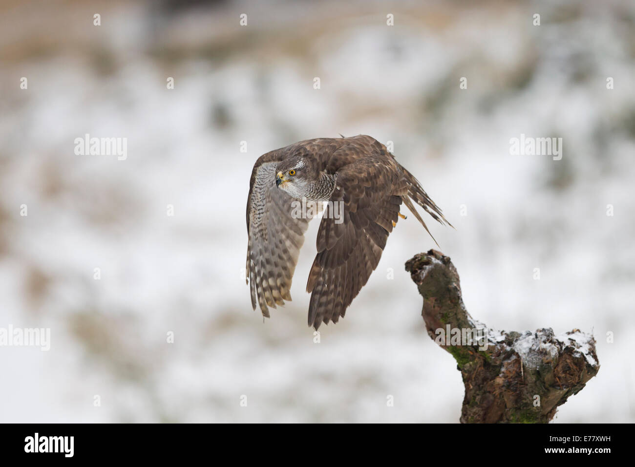 Habicht Northern Goshawk Accipiter Gentilis weiblich Stockfoto