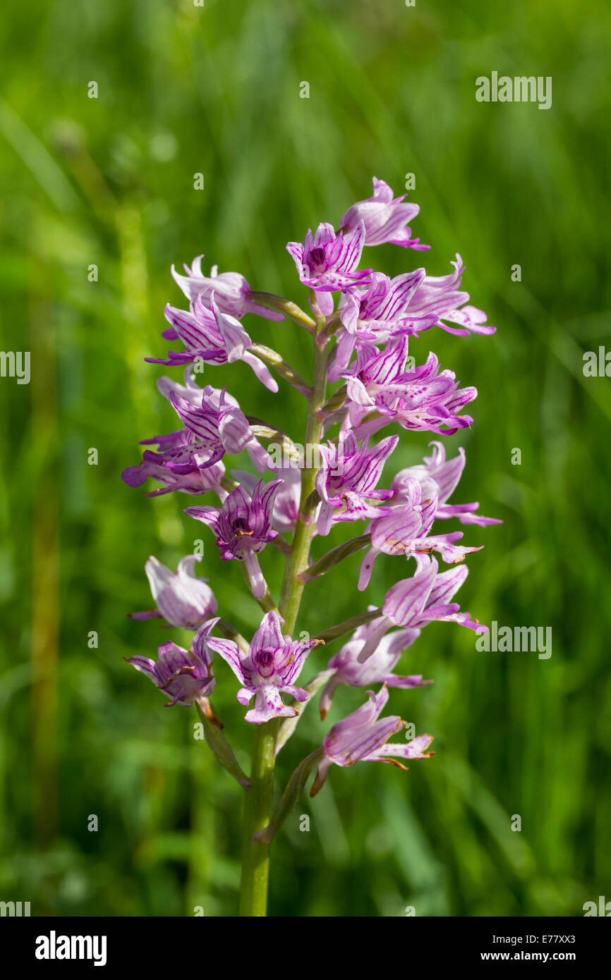 Helmknabenkraut Orchis Militaris militärische Orchidee Stockfoto