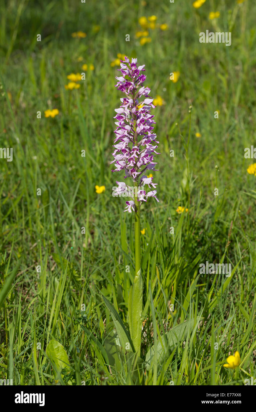 Helmknabenkraut Orchis Militaris militärische Orchidee Stockfoto