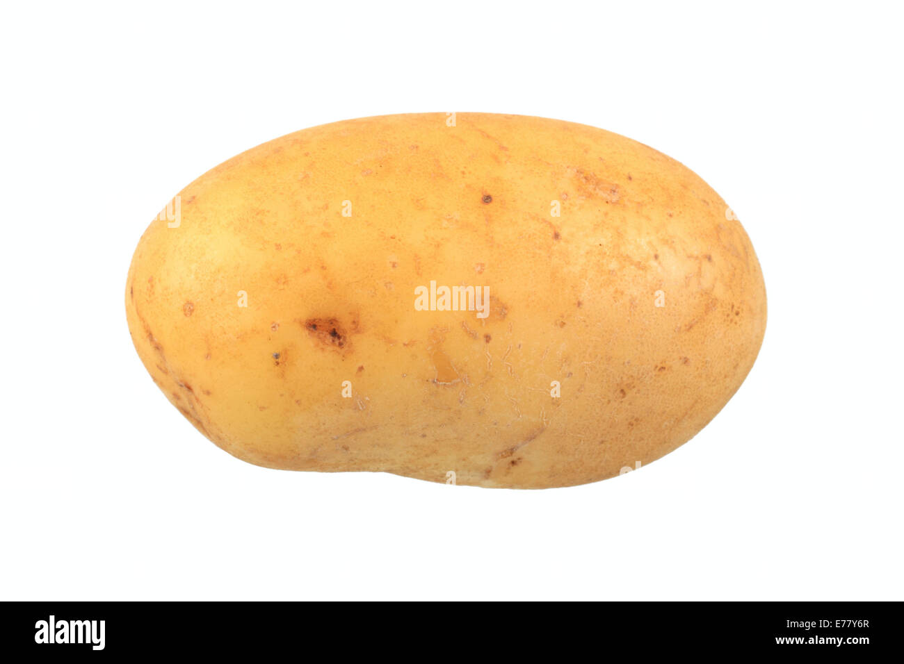 Kartoffel, Concordia-Vielfalt Stockfoto
