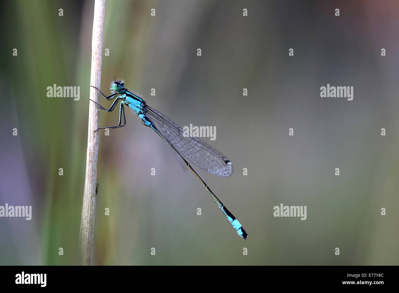 Blau-tailed Damselfly (Ischnura Elegans), Männlich, Baden-Württemberg, Deutschland Stockfoto