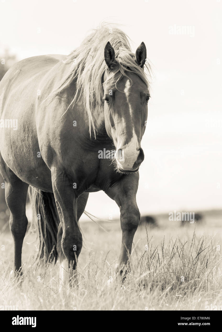 Welsh Cob Mäander auf mich Stockfoto