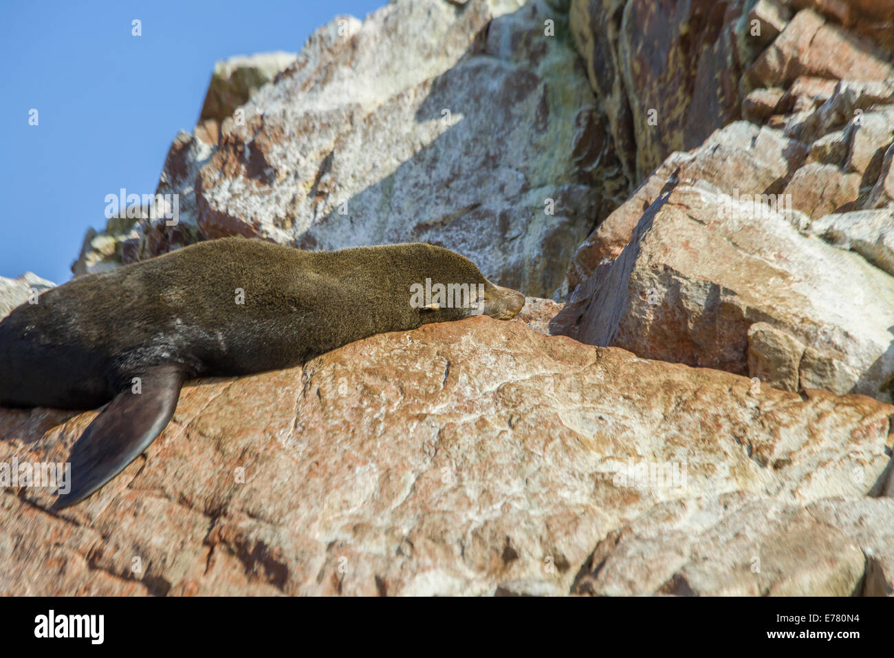 Südamerikanischen Seelöwen auf den Felsen Stockfoto