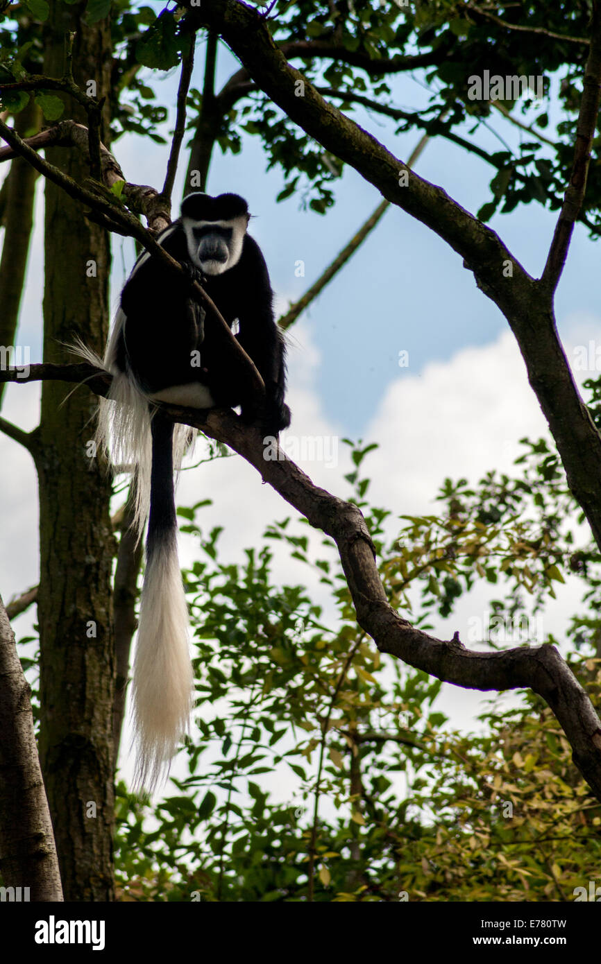 Jaguaren Guereza, Colobus Affen, sitzt in einem Baum Stockfoto