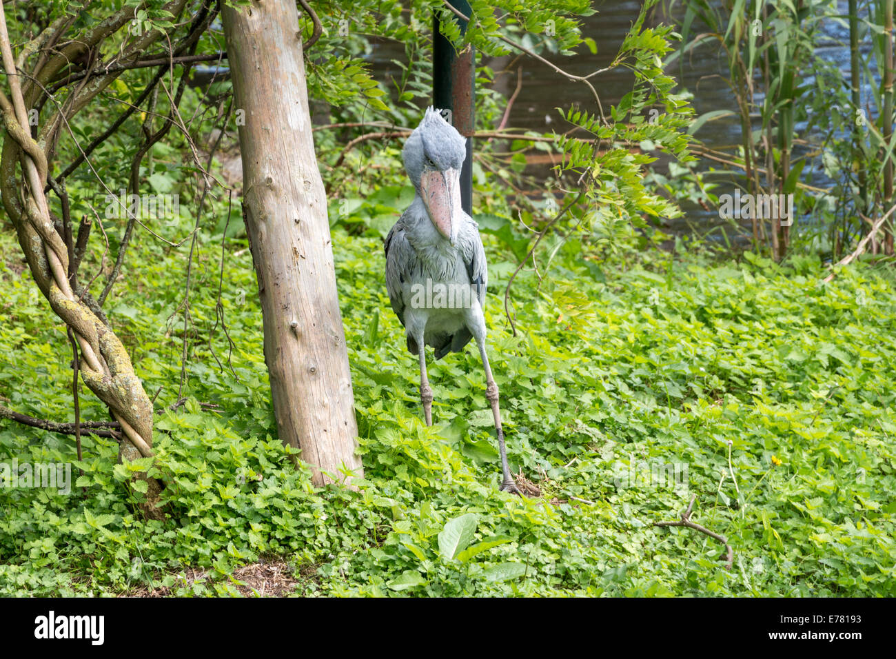 Shoebilled Storch, Schuhschnabel, in einem Sumpf, horizontale erschossen Stockfoto