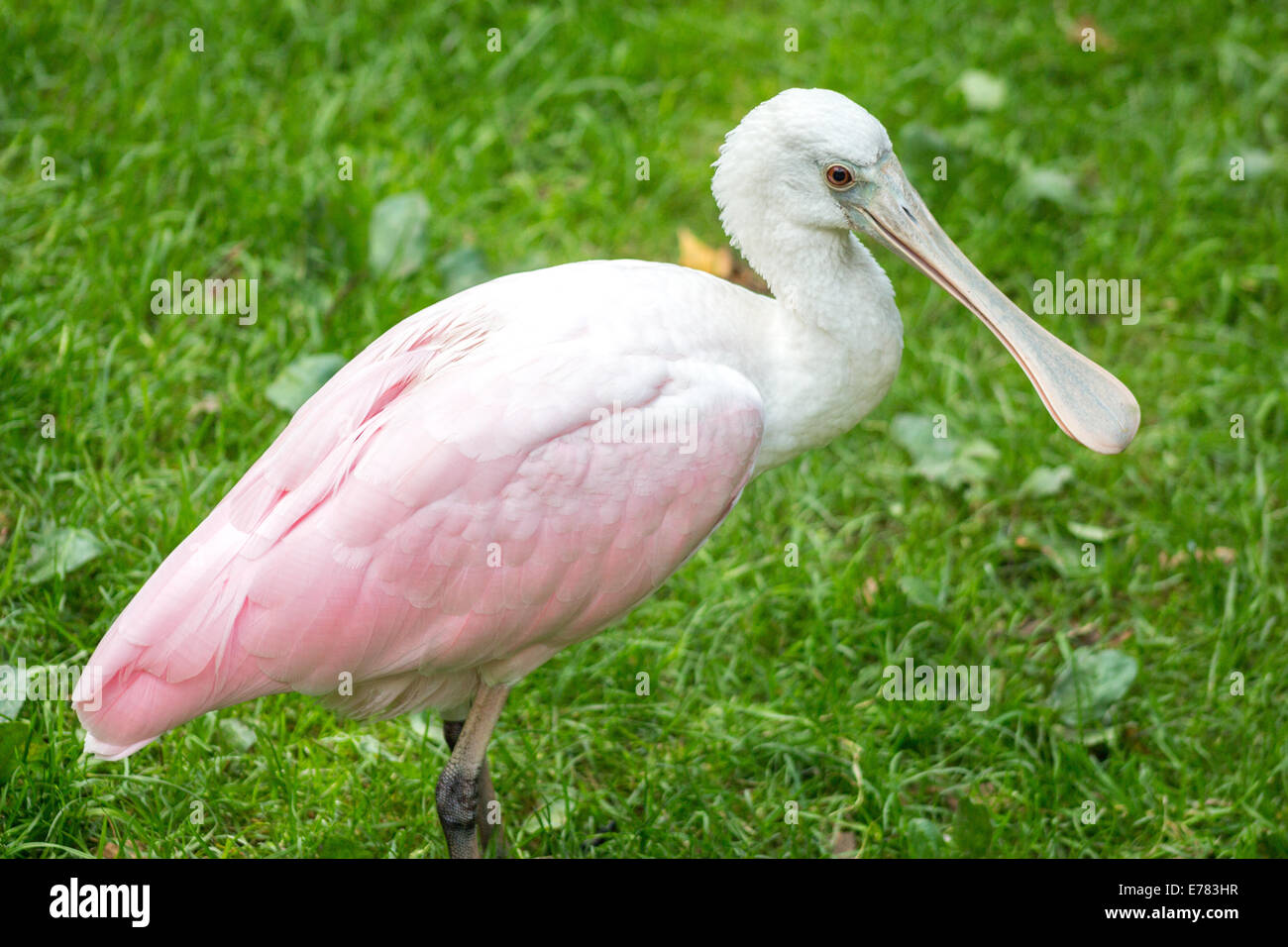 Rosige Löffler in Gefangenschaft - Profil Schuss gehalten Stockfoto