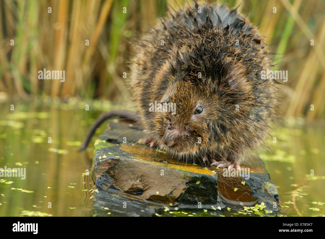 Schermaus Stockfoto