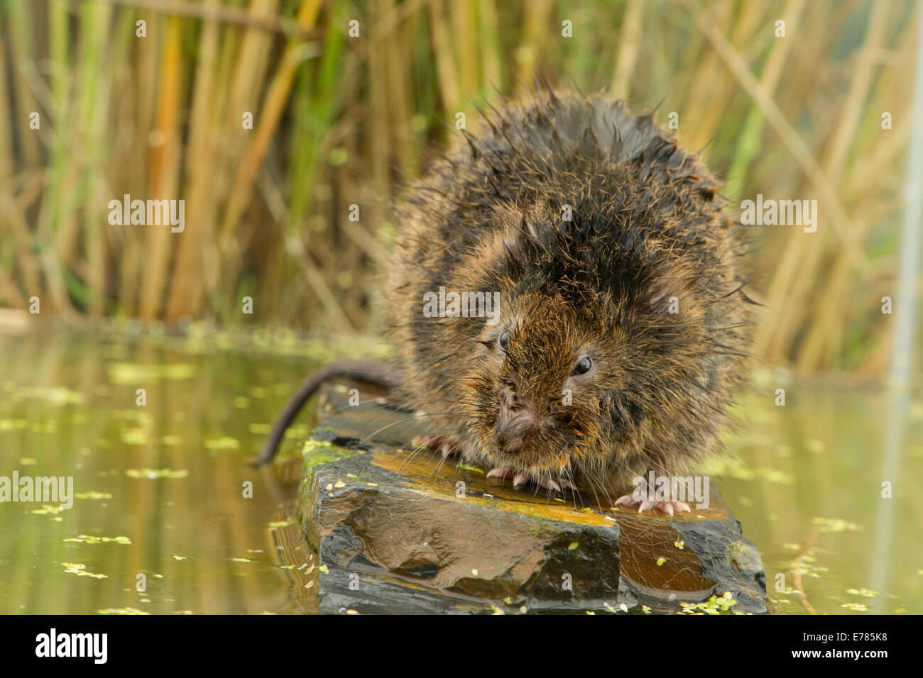 Schermaus Stockfoto