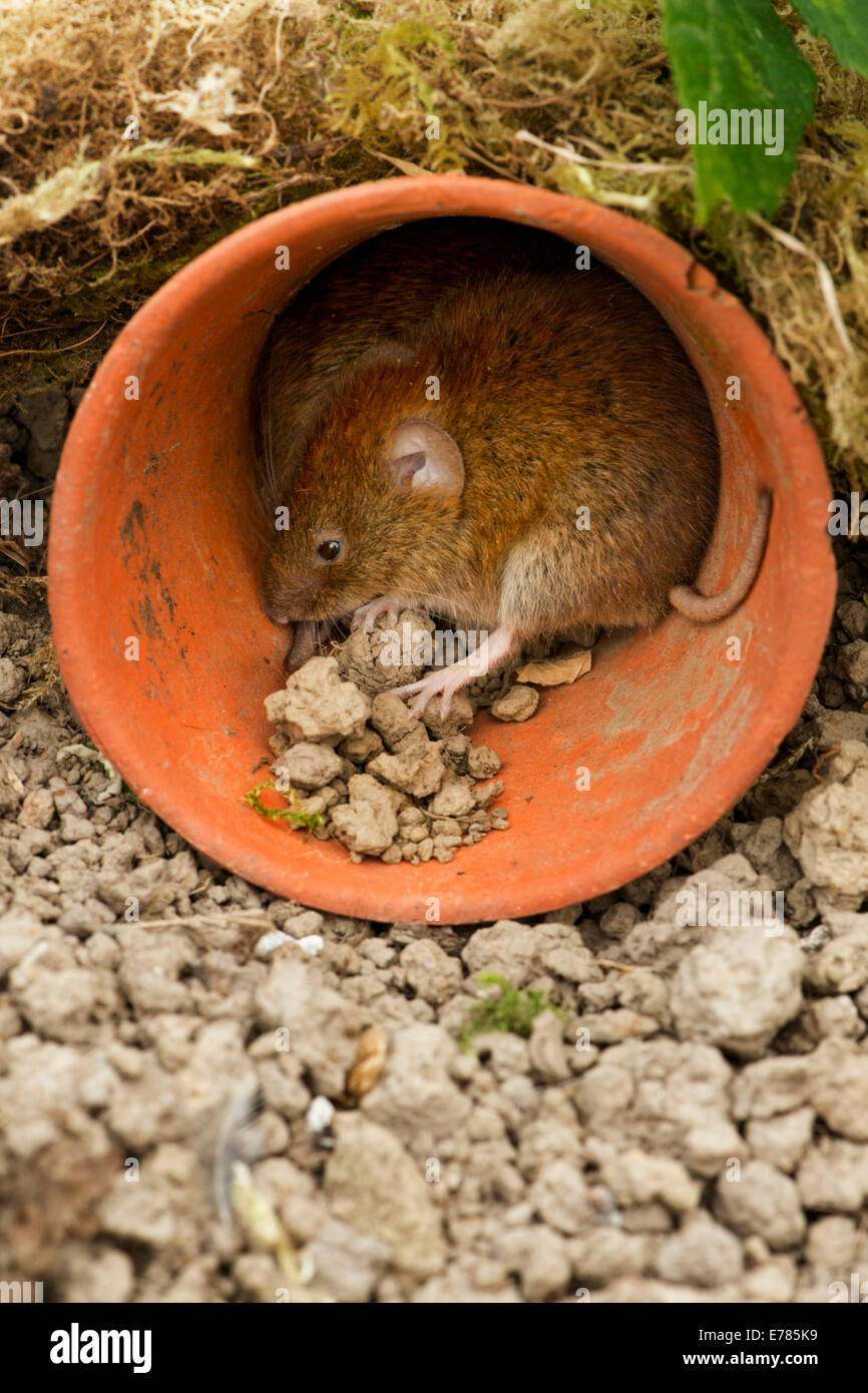 Rötelmaus Stockfoto