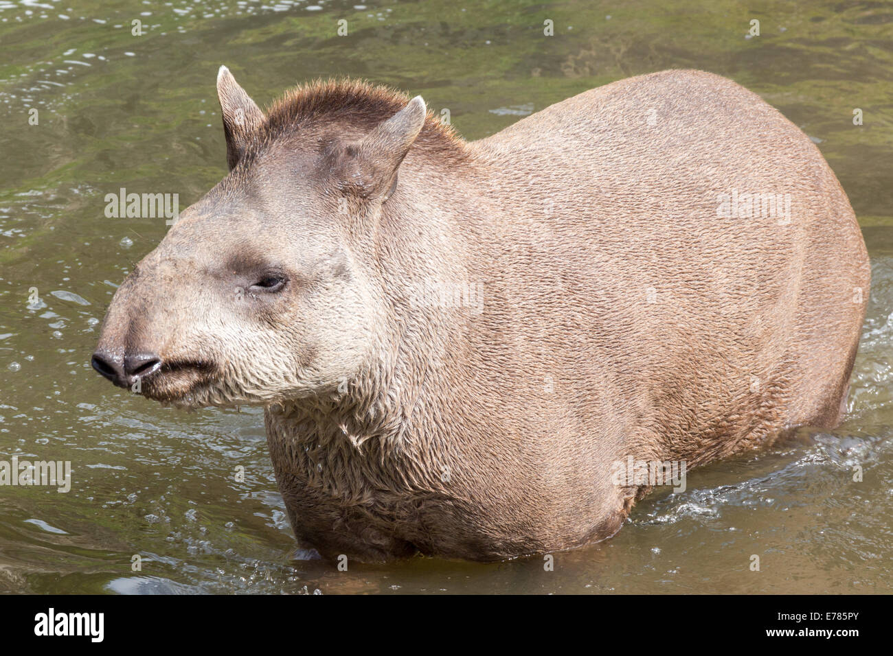 Südamerikanische Tapir waten - Kopf auf Schuss Stockfoto