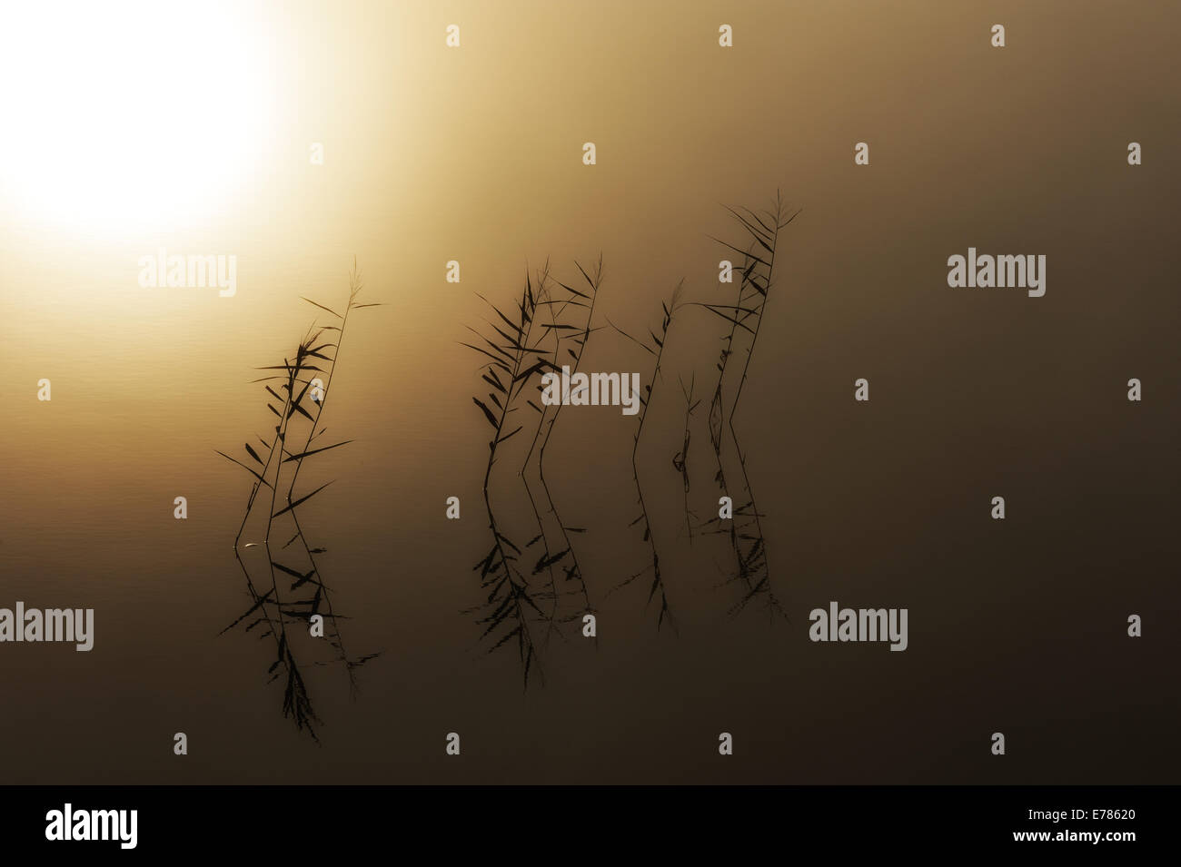 Sonne durch Nebel auf Pflanzen im See Finnsjön, Mölnlycke, Schweden, Europa Stockfoto