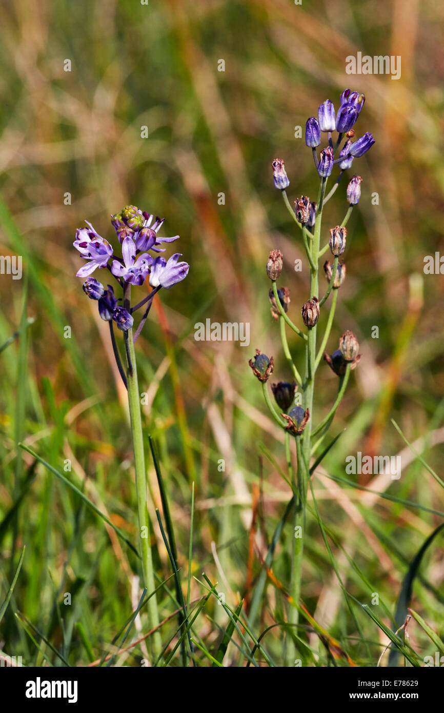 Herbst-Blaustern Blüte in Home Park. Hampton Court Palace, London, England. Stockfoto