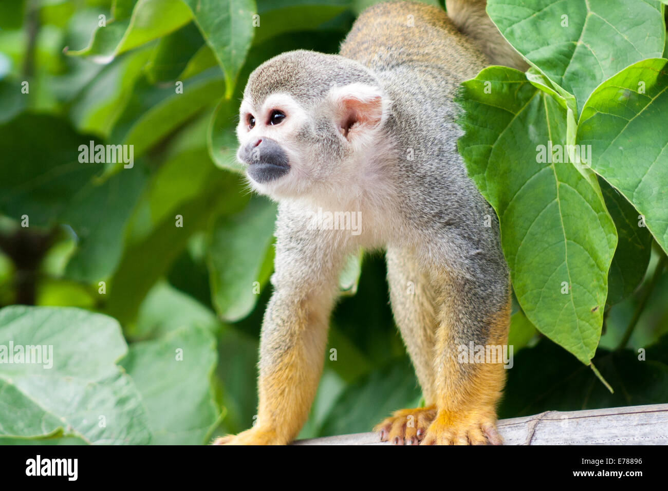 Gemeinsamen Totenkopfäffchen, die von den Baumkronen Stockfoto