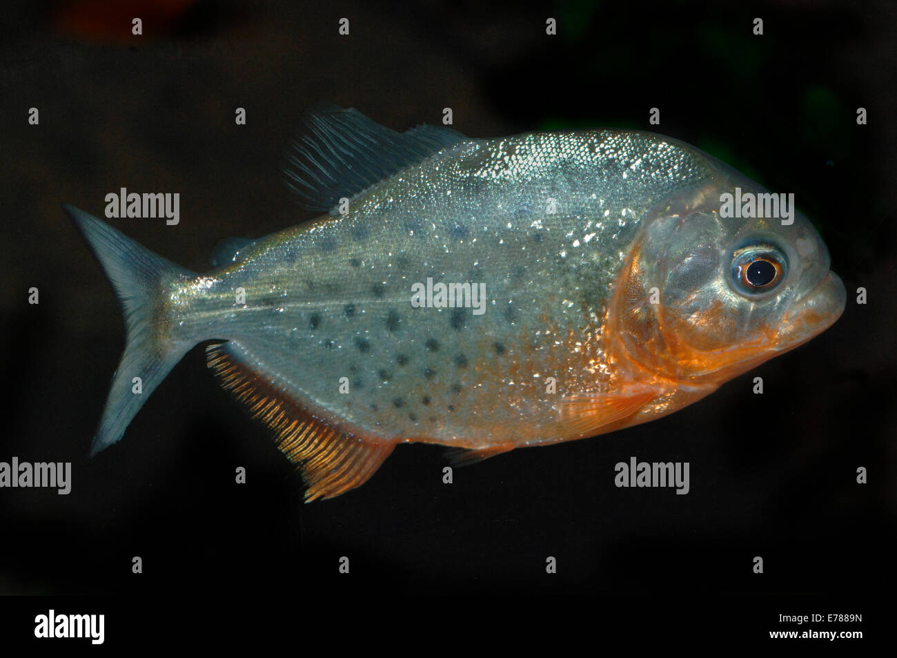 Ein Red-bellied pianha Fisch. Stockfoto