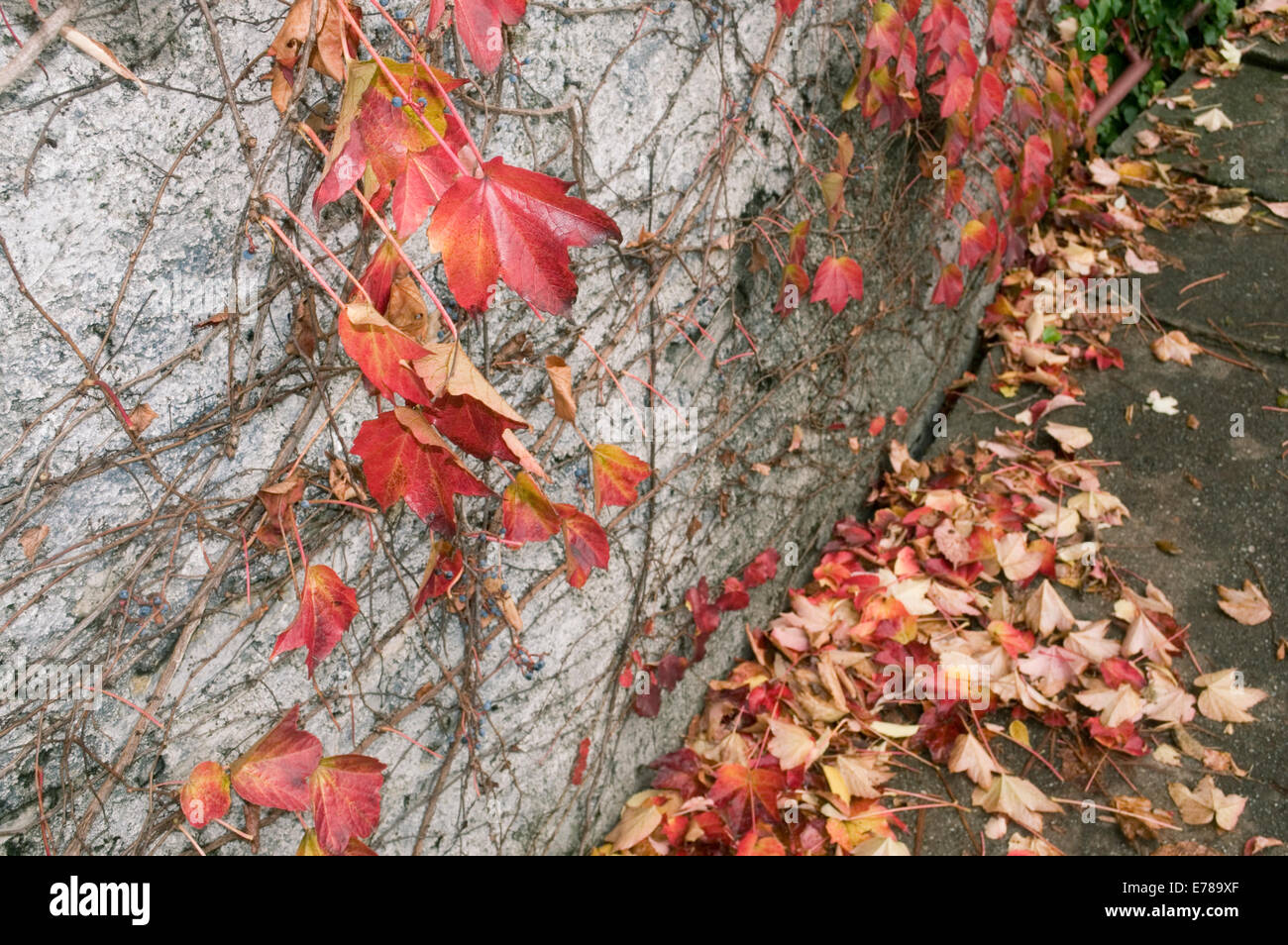 Rote Blätter im Herbst gegen die Wand Stockfoto