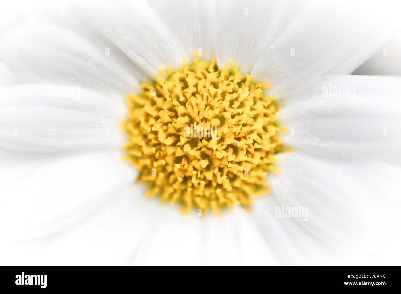 Daisy abstrakten Hintergrund mit gelber Kreis zentriert, Makro-Bild, verblassen nach außen weiß. Stockfoto