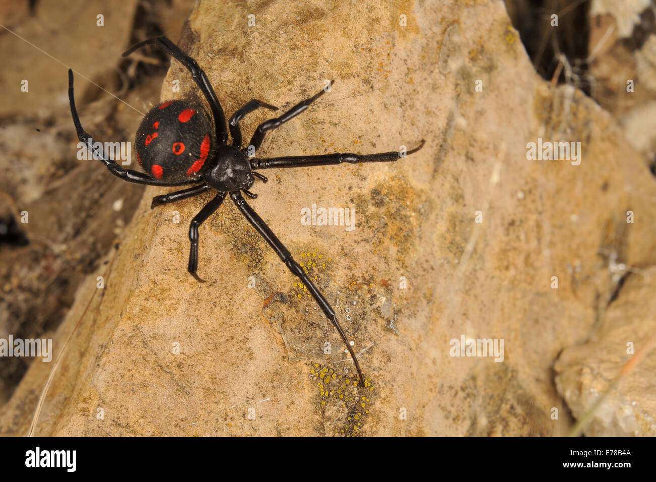 Mediterrane schwarze Witwe (Latrodectus Tredecimguttatus), Tolfa Berge, Lazio, Italien, Europa Stockfoto