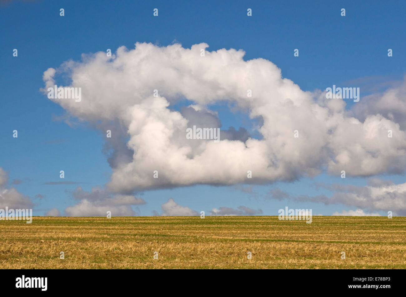 Ungewöhnliche weiße flauschige Cumulus-Wolken über dem Feld Stockfoto