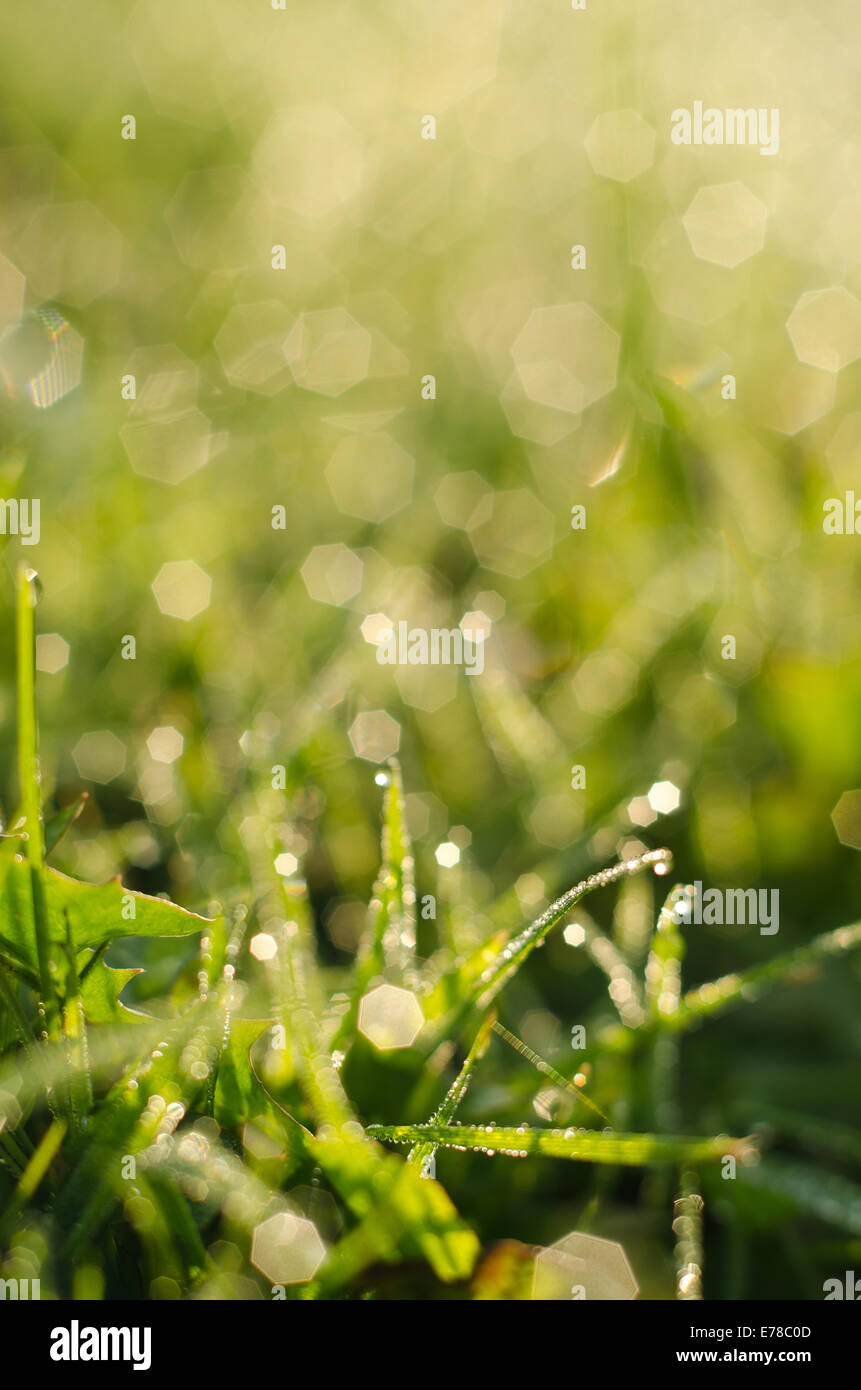 Morgen Tau Hintergrundbeleuchtung von frühen aufgehenden Sonne auf dem neuen Rasen mit glitzernden glänzende Edelsteine des Wassers Stockfoto