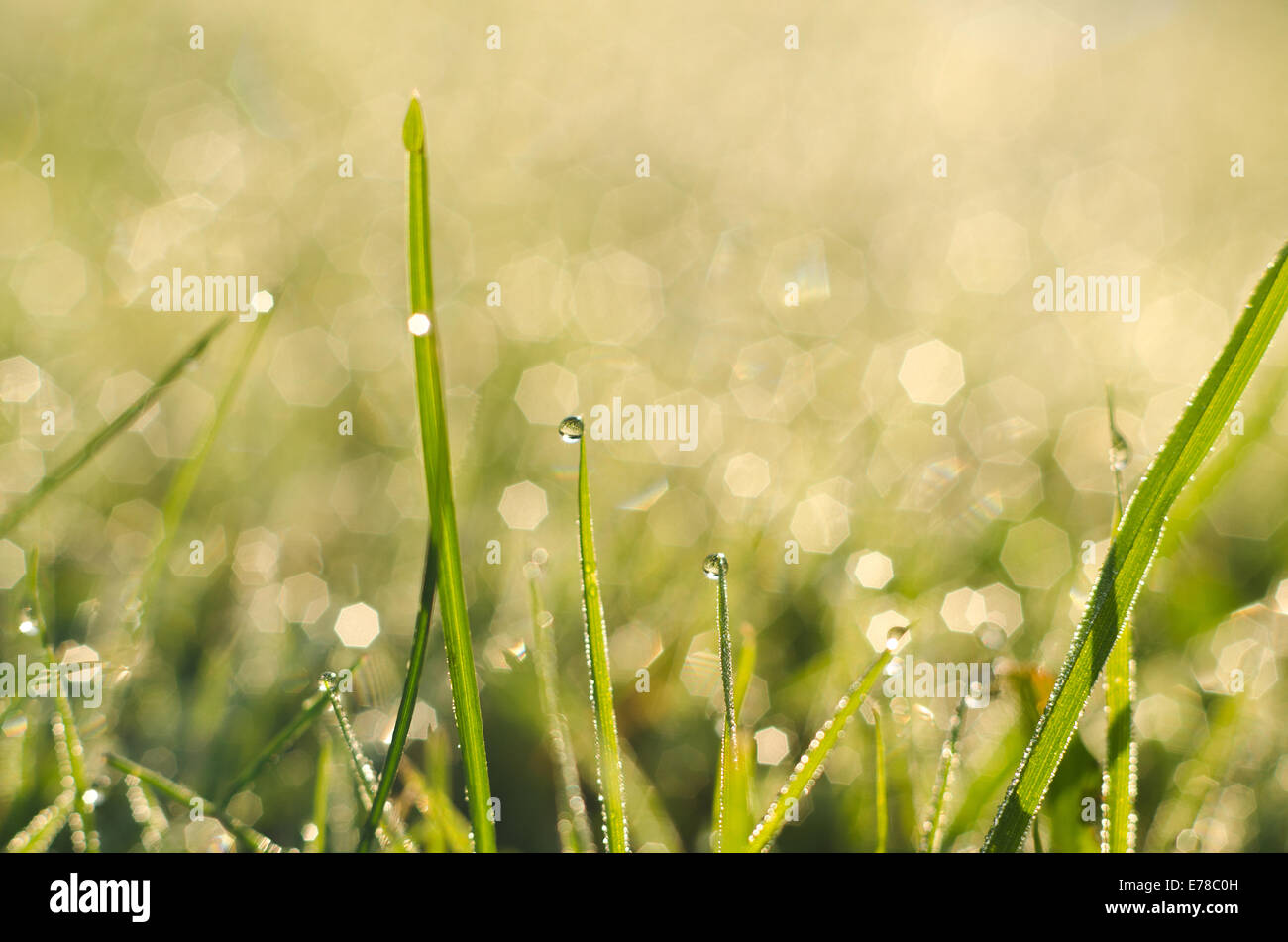 Morgen Tau Hintergrundbeleuchtung von frühen aufgehenden Sonne auf dem neuen Rasen mit glitzernden glänzende Edelsteine des Wassers Stockfoto