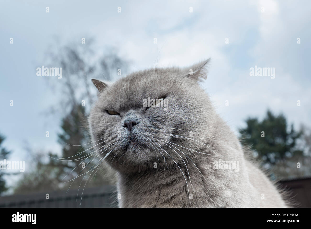 Britische Blau Katze. Stockfoto