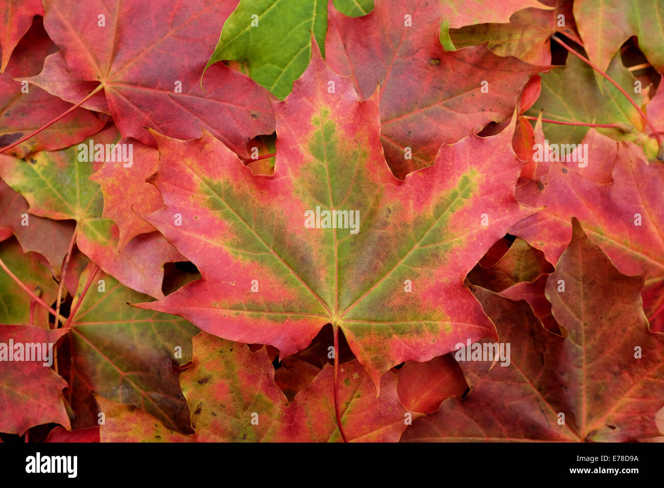 Große rote und grüne Ahornblatt auf einem abstrakten Hintergrund der bunten Herbstfarben Stockfoto