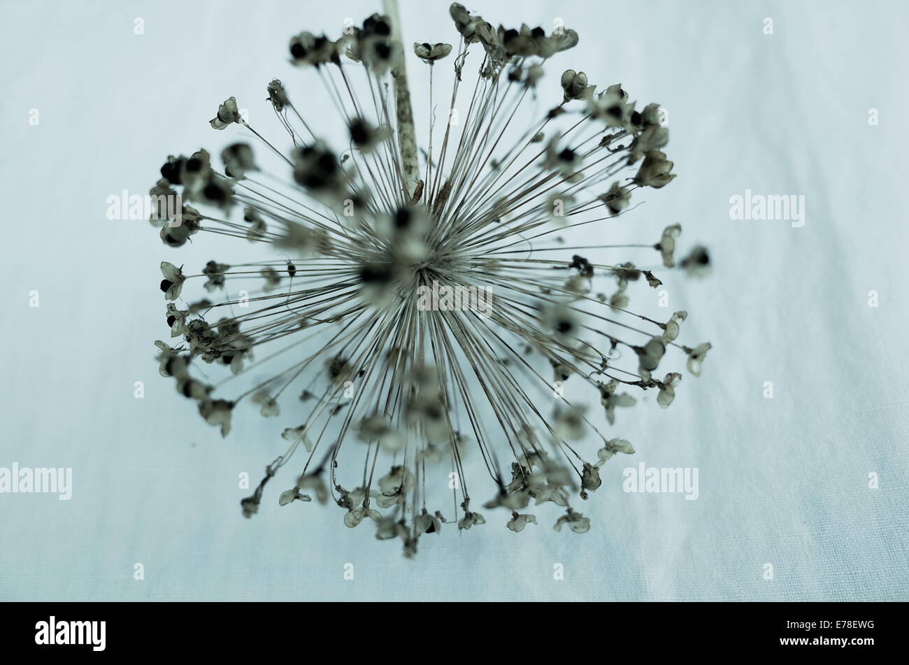 'Geister des Sommers' getrocknet Alium Blume Kopf. Stockfoto