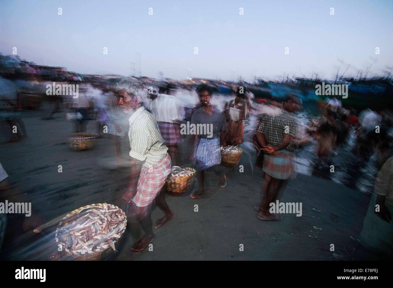 Fischauktion, am frühen Morgen. Thoothoor, Indien Stockfoto