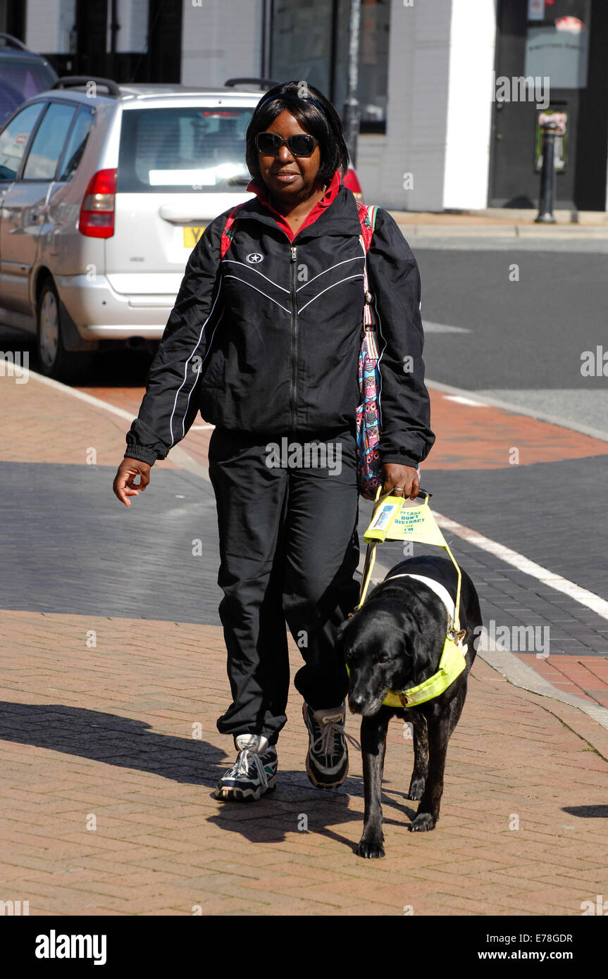 Blindenhund mit Besitzer Stockfoto