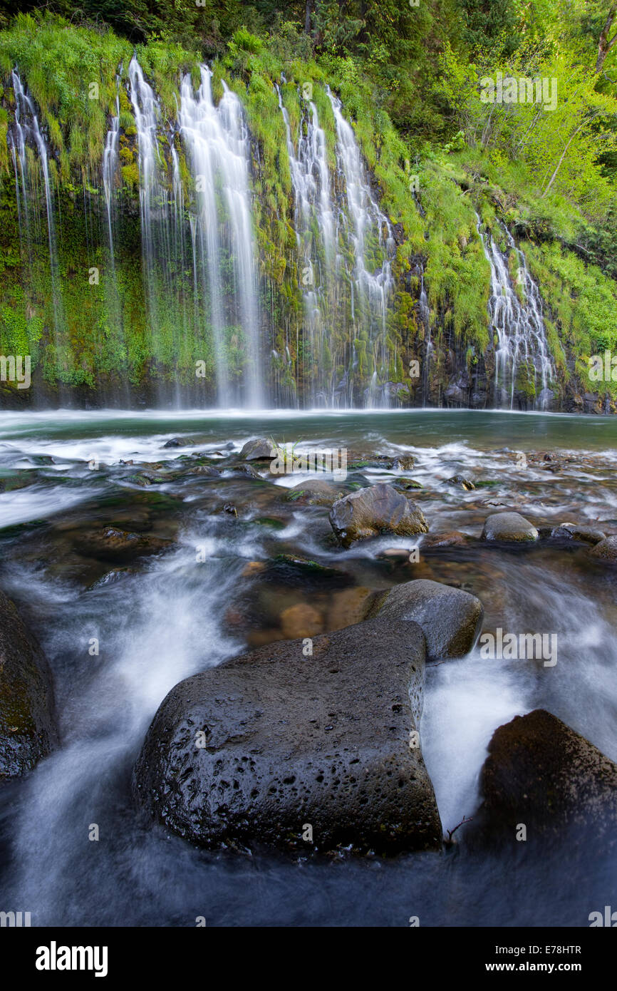 Nahaufnahme lange Exposition des Quellwassers, das über leuchtend grüne, moosbedeckte Felsen an den Mossbrae Falls in Nordkalifornien fließt. Stockfoto