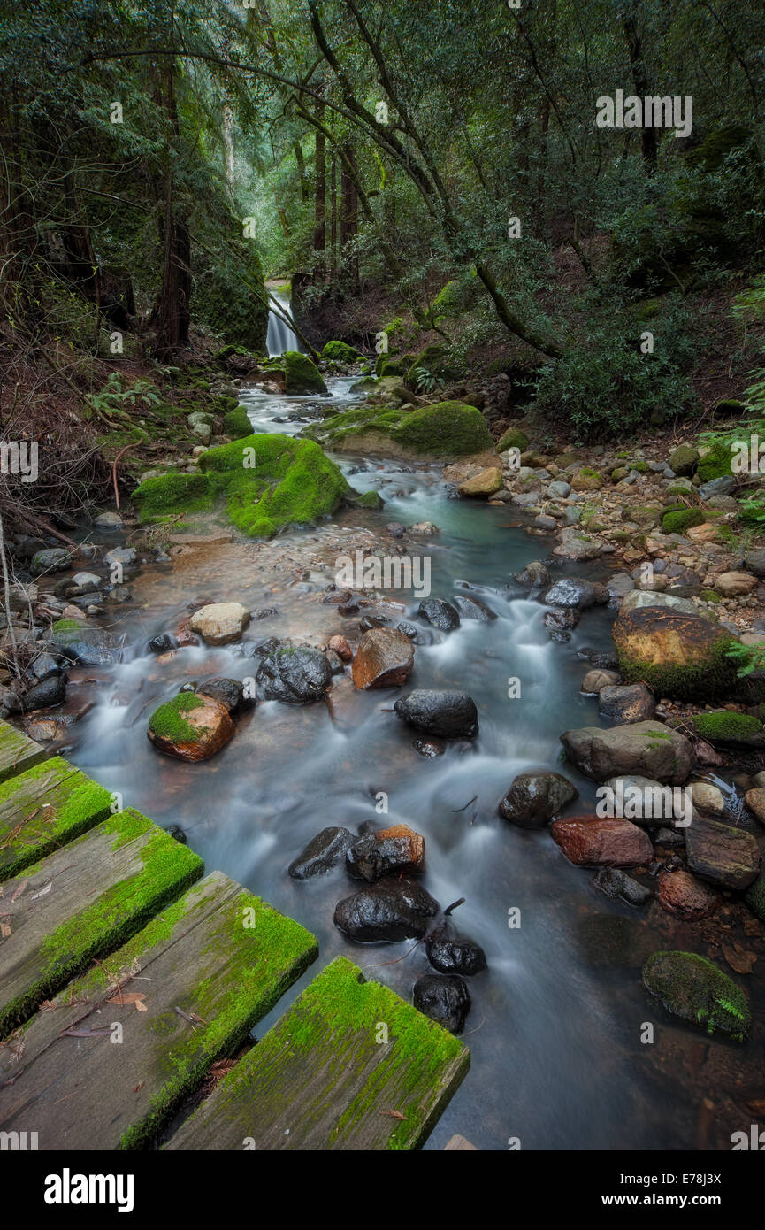 Redwood Creek im Archer Taylor Preserve Napa Valley Stockfoto